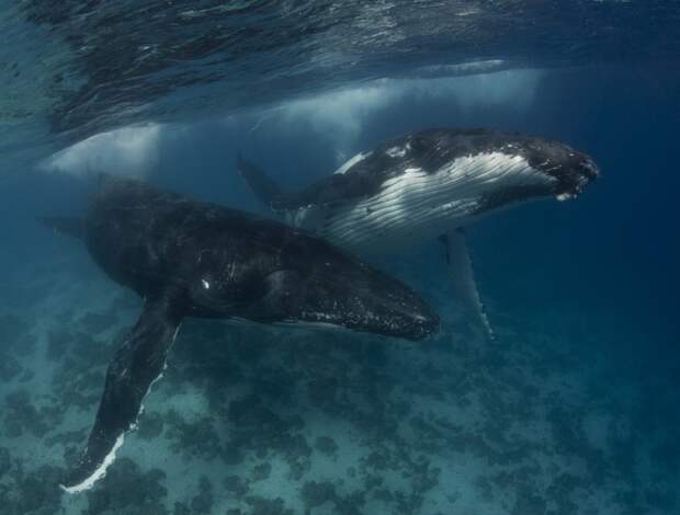 Двух аквалангистов чуть не проглотили горбатые киты. ВИДЕО