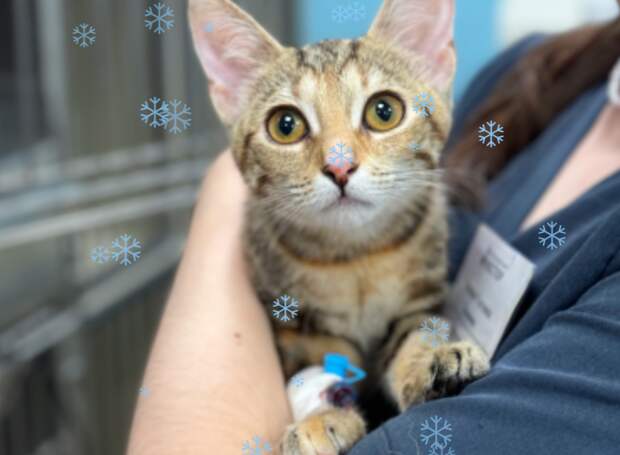 Онкология у животных: диагностика и методы лечения