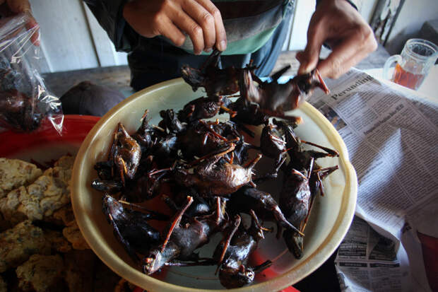 Bats Consumed For Good 33 Поедая мясо летучих мышей