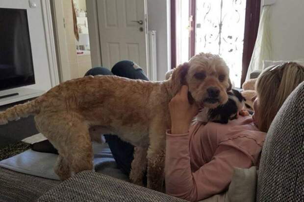 Спасенный омскими волонтерами пес полностью преобразился и нашел дом в Германии
