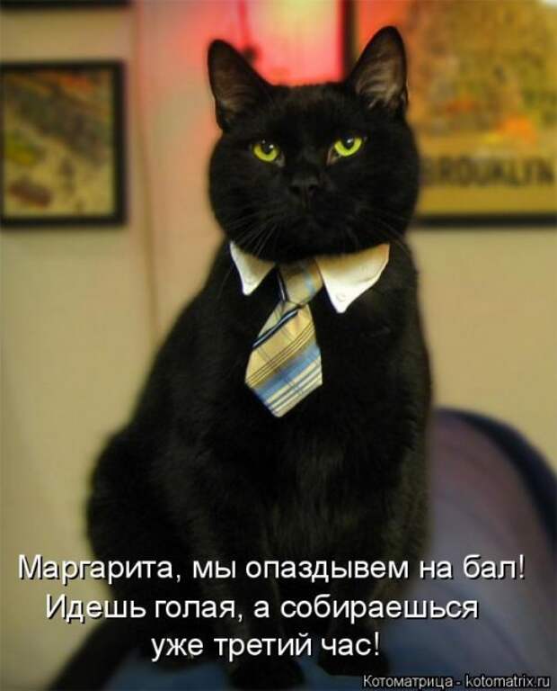 Свежая котоматрица для настроения (35 фото)