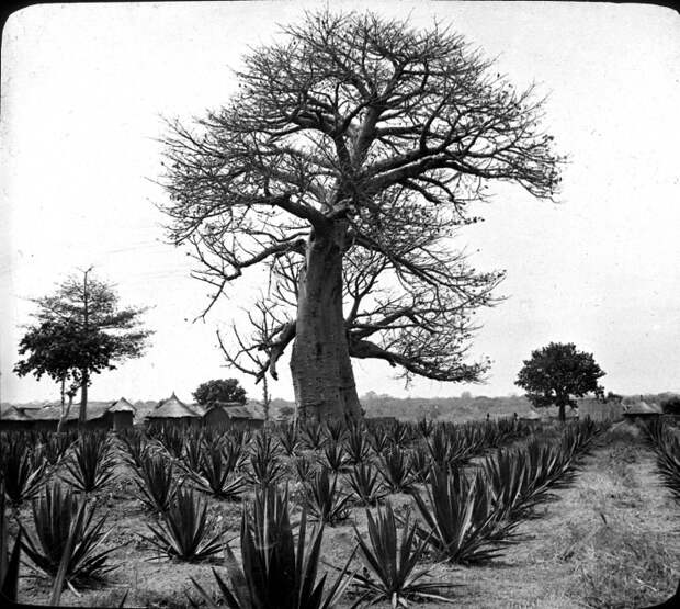 Один из видов растений, получивших широкое применение в сельском хозяйстве. Один из видов растений, получивших широкое применение в сельском хозяйстве.