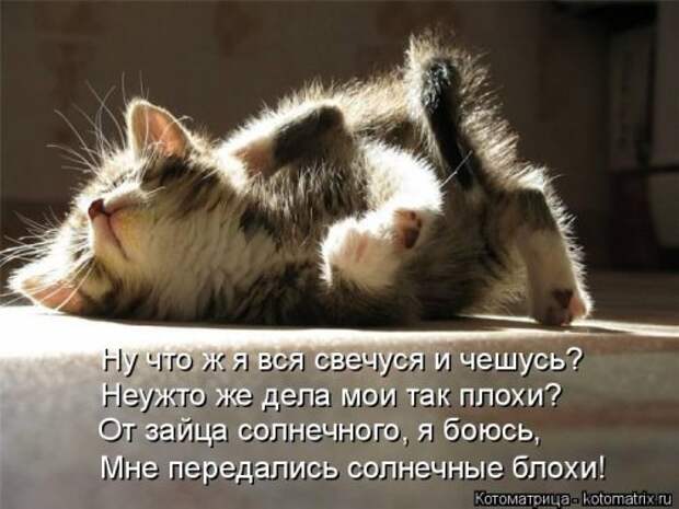 Котоматрица свежак (36 шт)