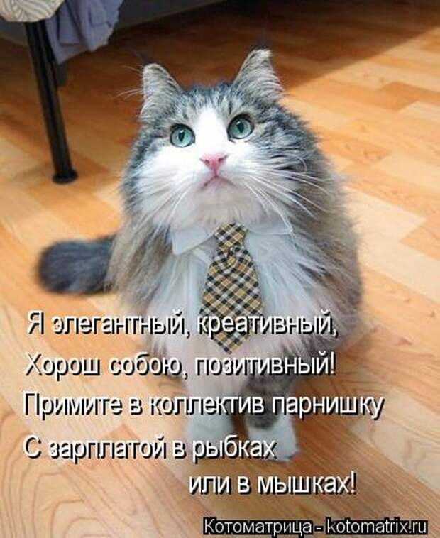 Котоматрицы(картинки с надписями)