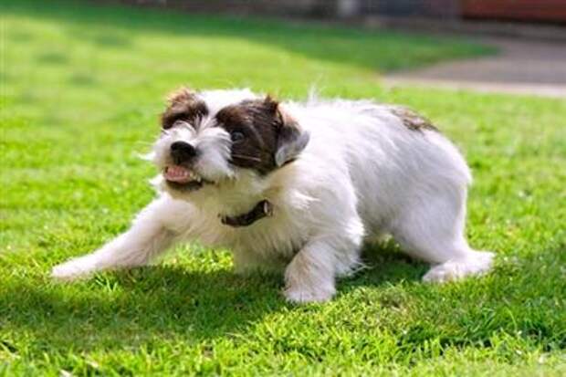 Pet Owner Mistakes