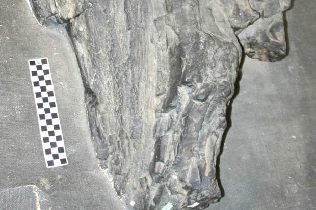 Таинственные гиганты древнего мира оказались «инопланетянами» эволюции