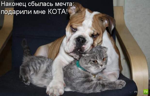 Котоматрица (18 фото)