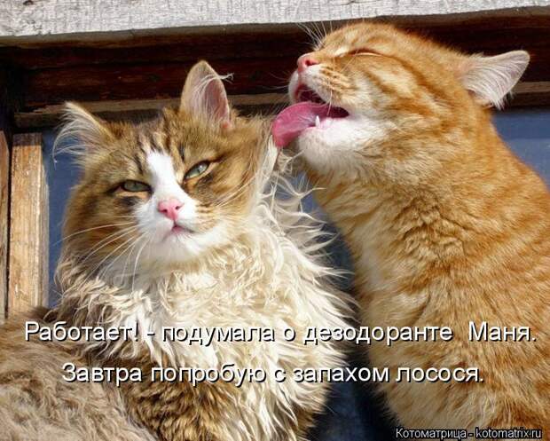 Котоматрица: Завтра попробую с запахом лосося. Работает! - подумала о дезодоранте  Маня.
