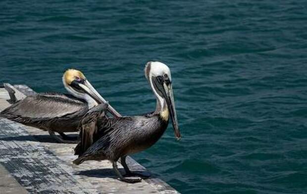 В Новороссийске судно изменило курс, чтобы не потревожить редких птиц