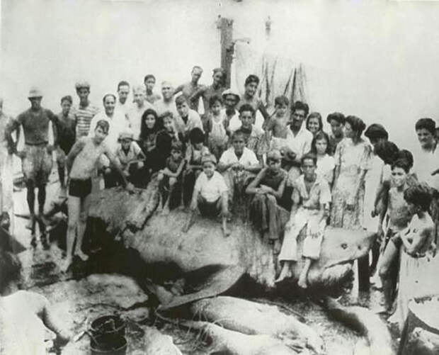 Размеры самых больших белых акул видео, история, рыбалка, факты, фото