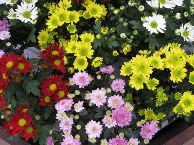 10 наиболее подходящих растений для выращивания в подвесных горшках plants03 10 наиболее подходящих растений для выращивания в подвесных горшках