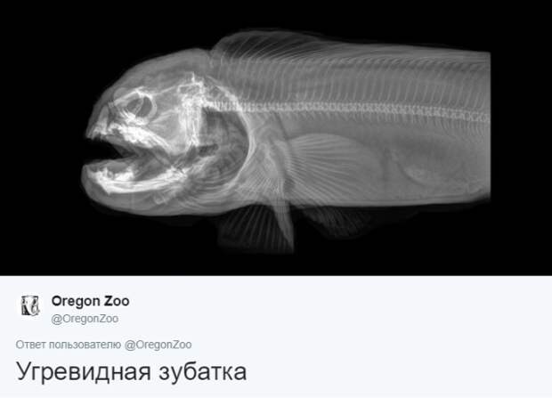 Интересные рентгеновские снимки различных животных