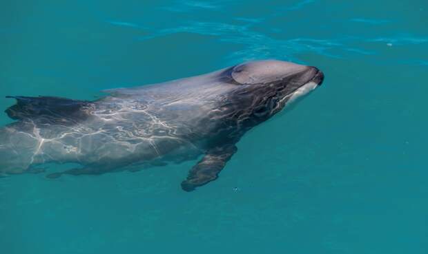 Раненного краснокнижного дельфина без левого глаза обнаружили в российском регионе