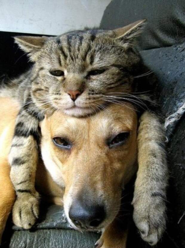 Фотография: Дружить как кошка с собакой №12 - BigPicture.ru