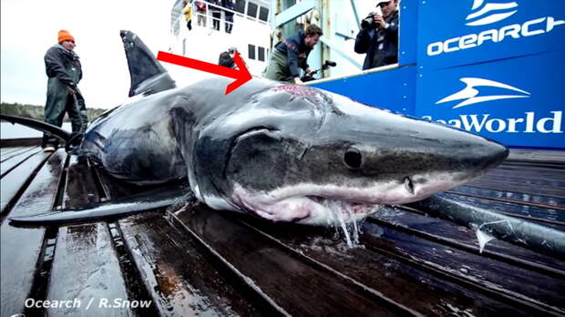Видео: Что за существо могло укусить белую акулу длиной 4 метра