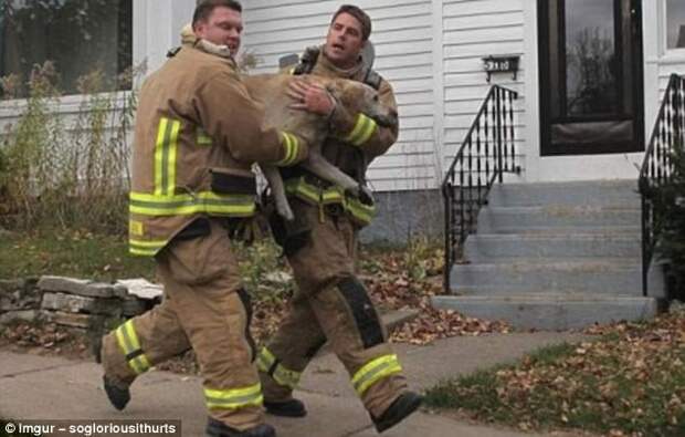 Пожарные спасли собаку из горящего дома герои, животные, несчастный случай, опасность, спасатели, спасение, уважение, фото