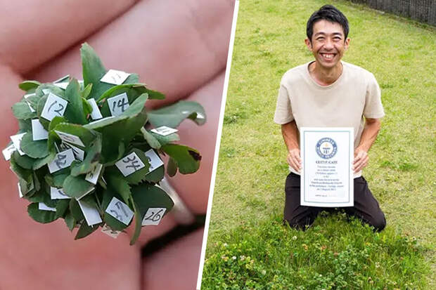 UPI: житель Японии вырастил 63-листный клевер и установил мировой рекорд
