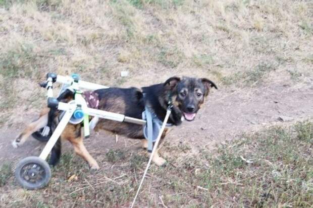 Пса Бутуза, раненного на СВО, номинировали на международную премию