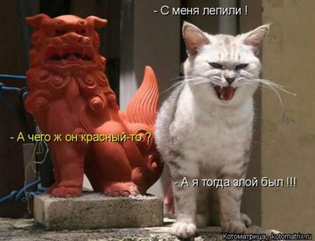 Котоматрицы(картинки с надписями)