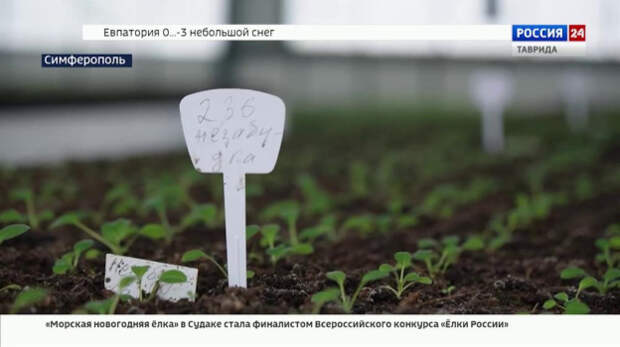 В тепличных комплексах Симферополя активно готовятся к весеннему озеленению