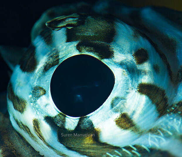 Глаза рыб и пресмыкающихся