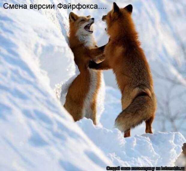 Котоматрицы(картинки с подписями)