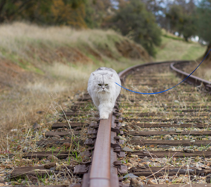 gandalf-cat-travelling-the-world-12