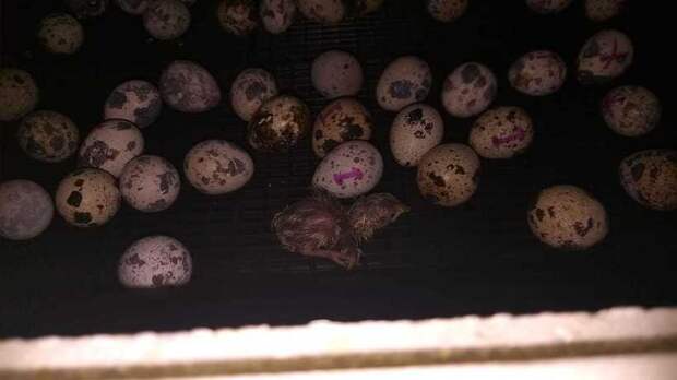 Возможно ли вывести птенцов из перепелиных яиц, купленных в «Ашане»