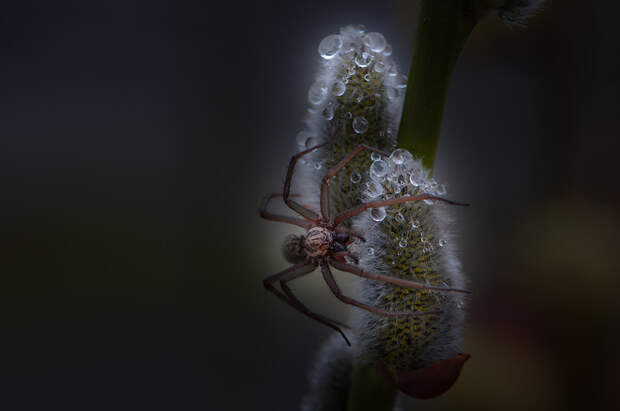 2. Домовый паук макро, фотограф