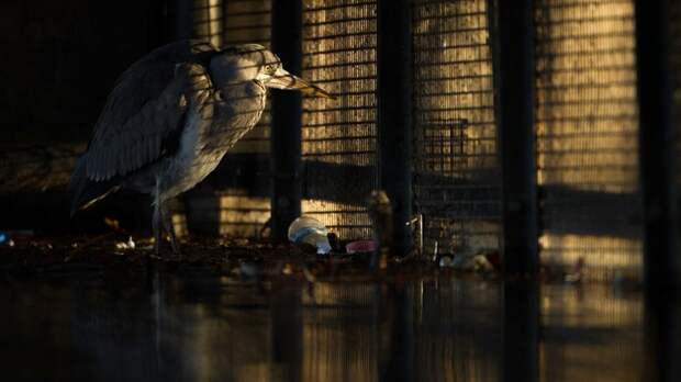 Блог - Главные победители Wildlife Photographer of the Year Главные победители Wildlife Photographer of the Year