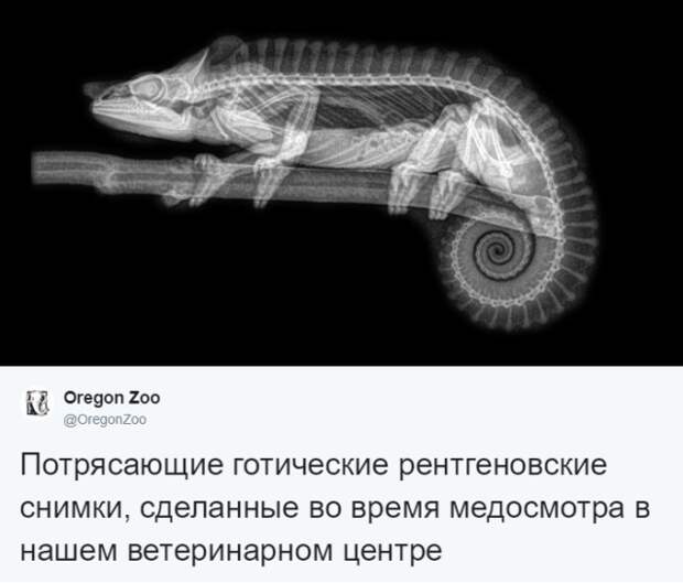 Интересные рентгеновские снимки различных животных