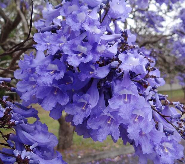 Цветы джакаранды