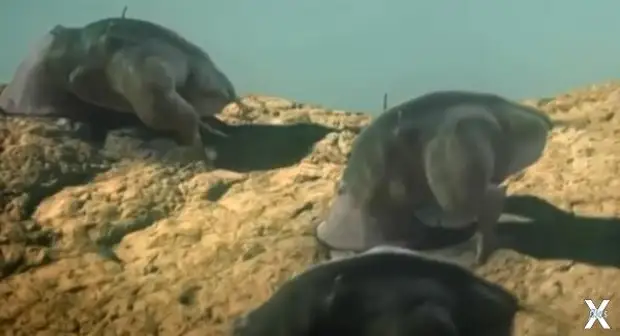 Научное описание внешнего вида пришельцев по Хокингу (Видео)