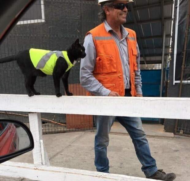 Кот-помощник строителей