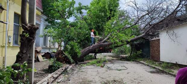 В Симферополе убирают поломанные стихией деревья