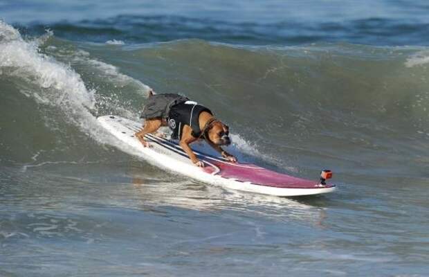 Ежегодный конкурс собак-серфингистов «Surf City Surf Dog»