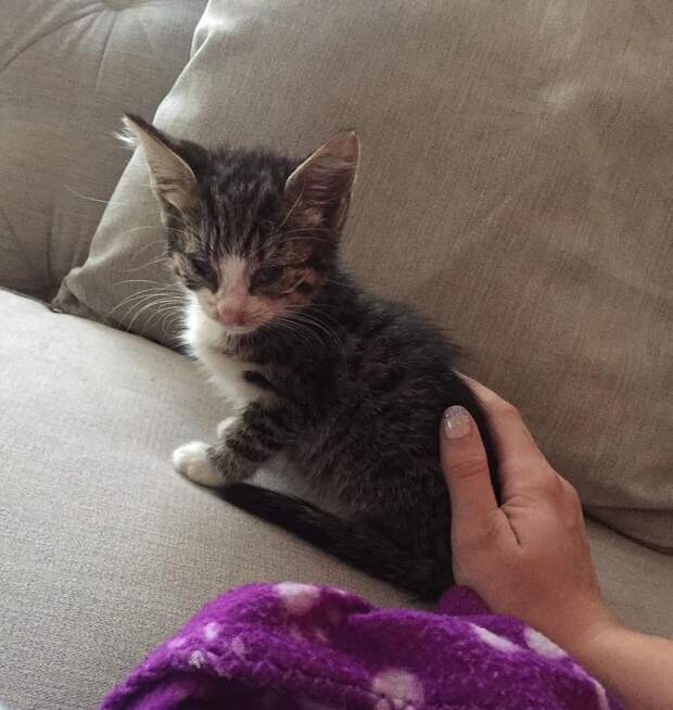 спасение больного котенка котенок на диване