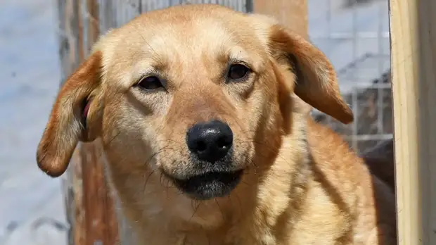 Депутат Госдумы Бурматов заявил о необходимости запретить самовыгул собак