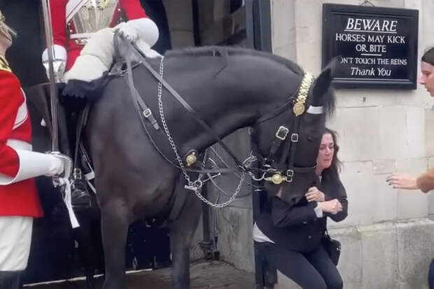 Gueardian: лошадь британской Королевской гвардии вцепилась в руку туристки из США