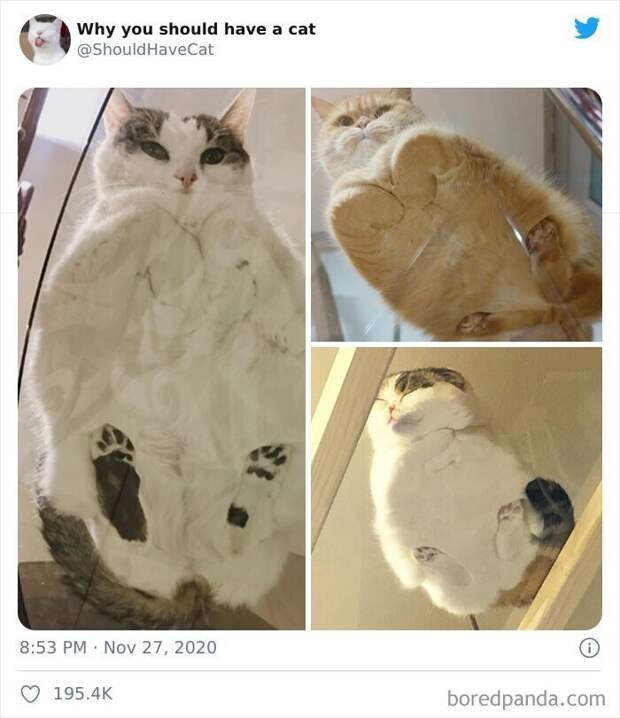 Как котики проникают в наши сердца Как котики проникают в наши сердца