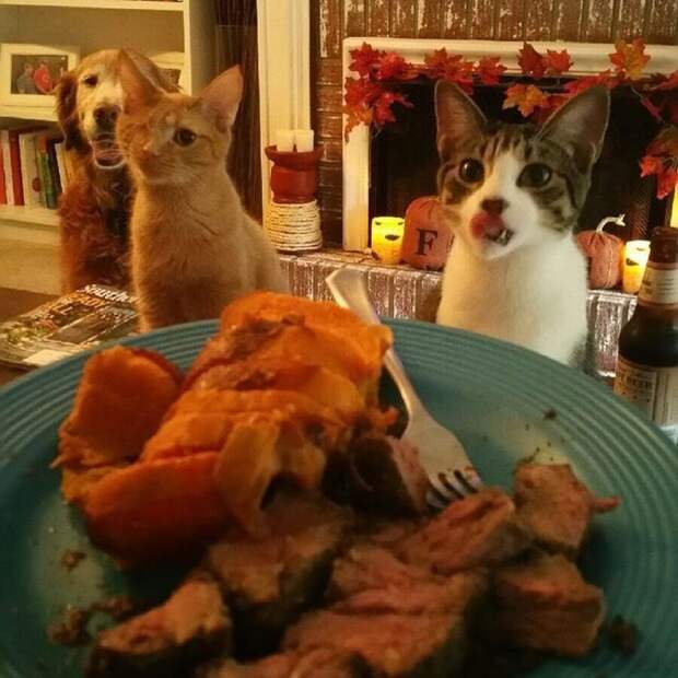 Без кота и жизнь не та
