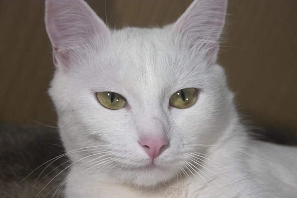 Белая кошка по английски. Сибирский Крысолов кот белый. Крысолов кошка белая. Порода Крысолов кошка белая