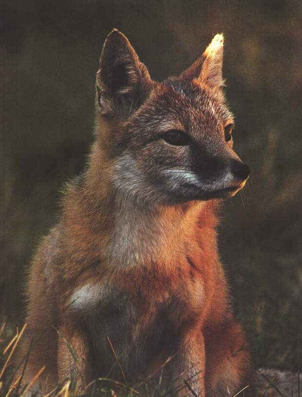 Fox plus