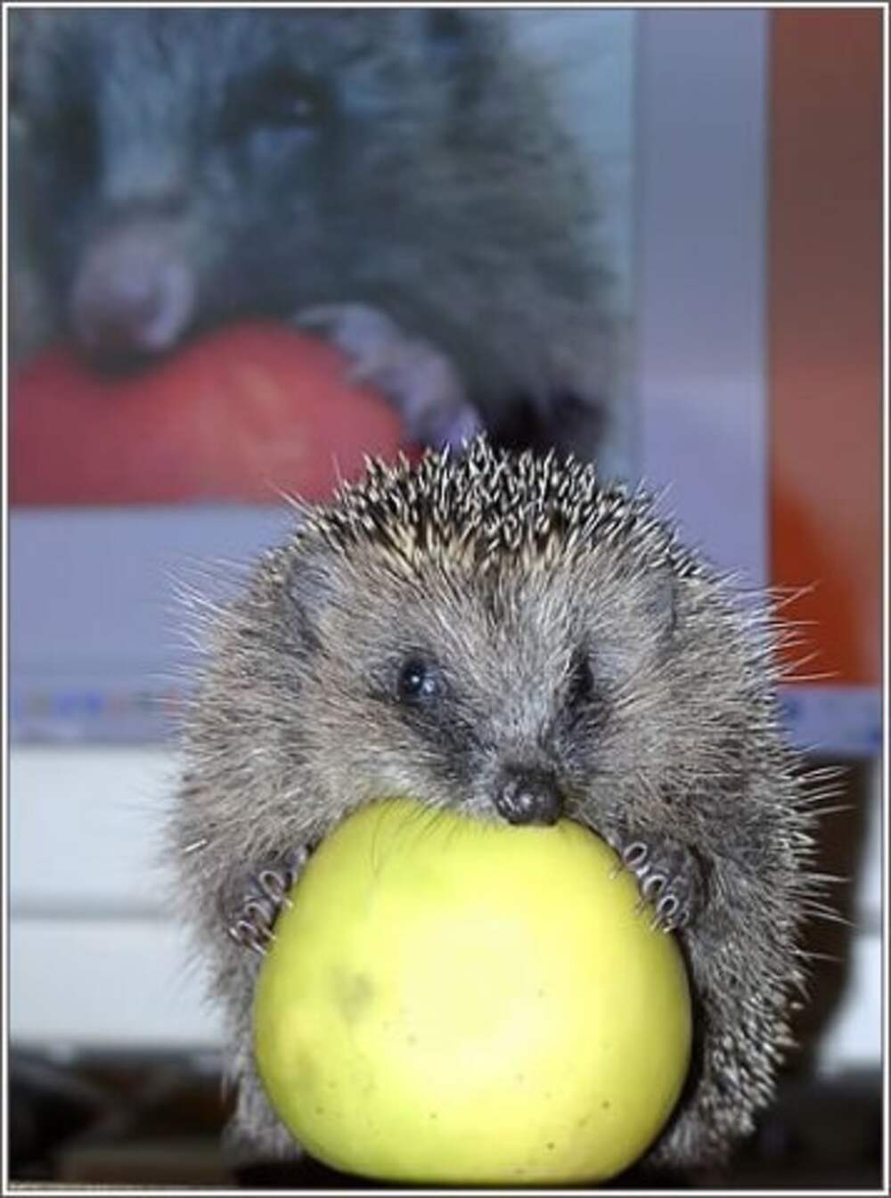 Едят ли ежи морковь