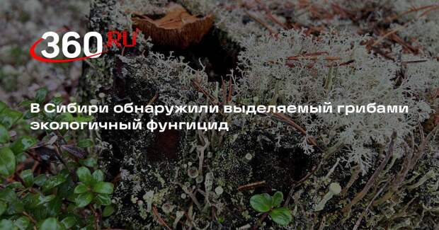 В Сибири обнаружили выделяемый грибами экологичный фунгицид