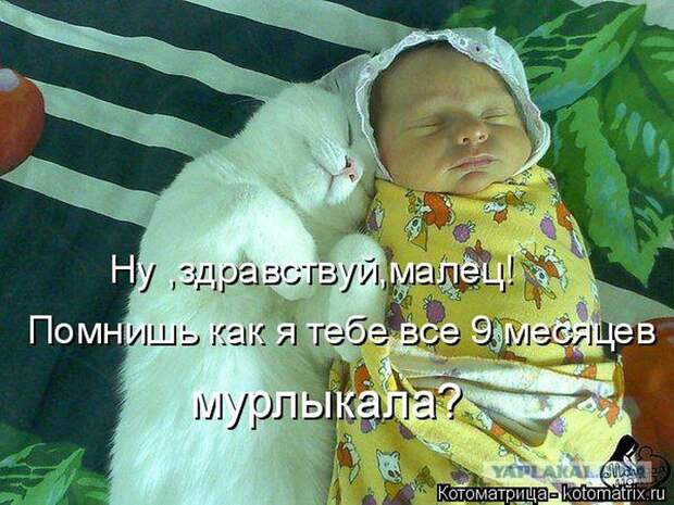 Лучшие котоматрицы недели (50 фото)