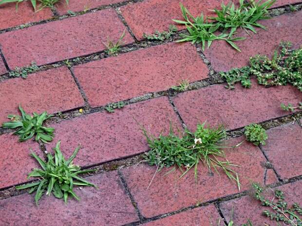 На посыпанных солью стыках тротуарной плитки трава перестанет расти / Фото: Pinterest