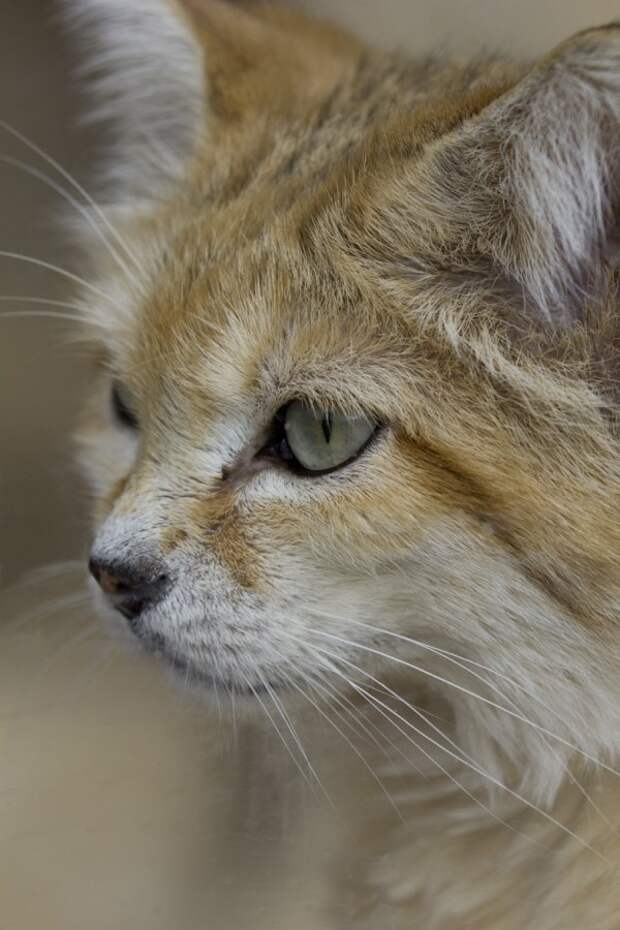 Барханная кошка (Felis margarita)