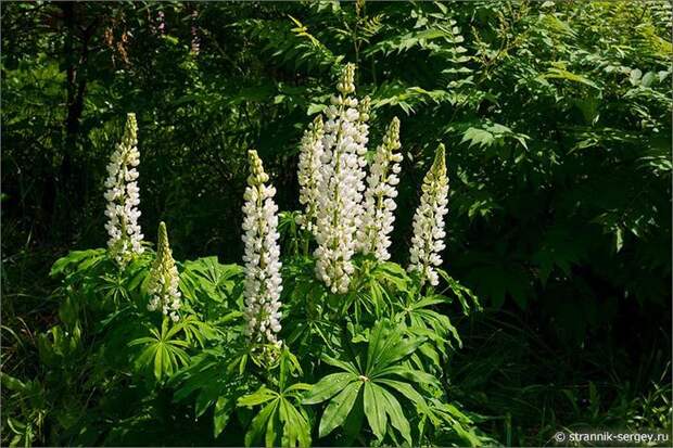 Цветущие поля лета