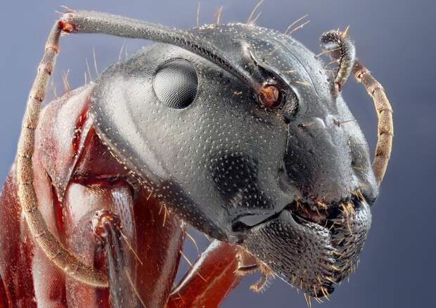 insects16 insects16 Портреты насекомых